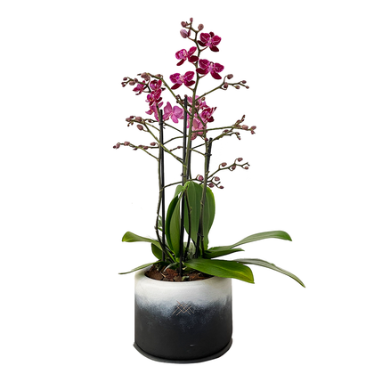 Orquídea multiflora Fusión- base de ceramica con orquidea multiflora