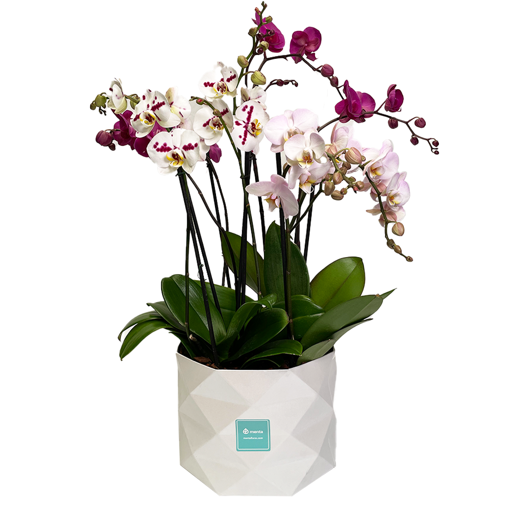 Luxor- base con cuatro orquídeas mixtas contemporáneas