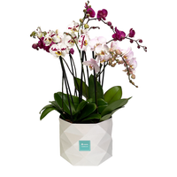 Luxor- base con cuatro orquídeas mixtas contemporáneas