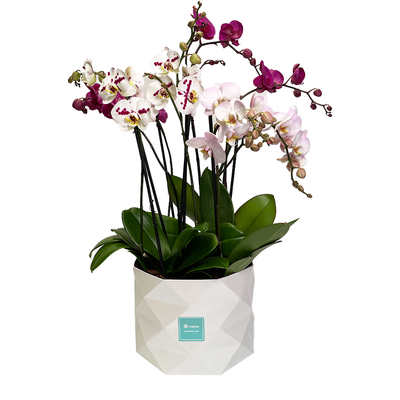 Luxor - base con cuatro orquídeas mixtas contemporáneas