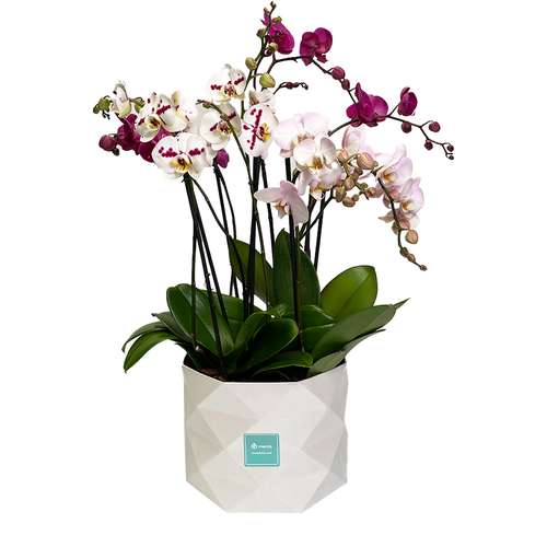 Luxor - base con cuatro orquídeas mixtas contemporáneas