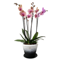 Phalaenopsis Sonora fusión- maceta con 2 orquídeas multicolor