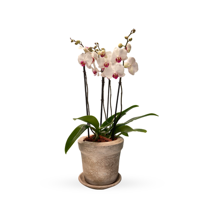 Arena-maceta con dos orquídeas phalaenopsis