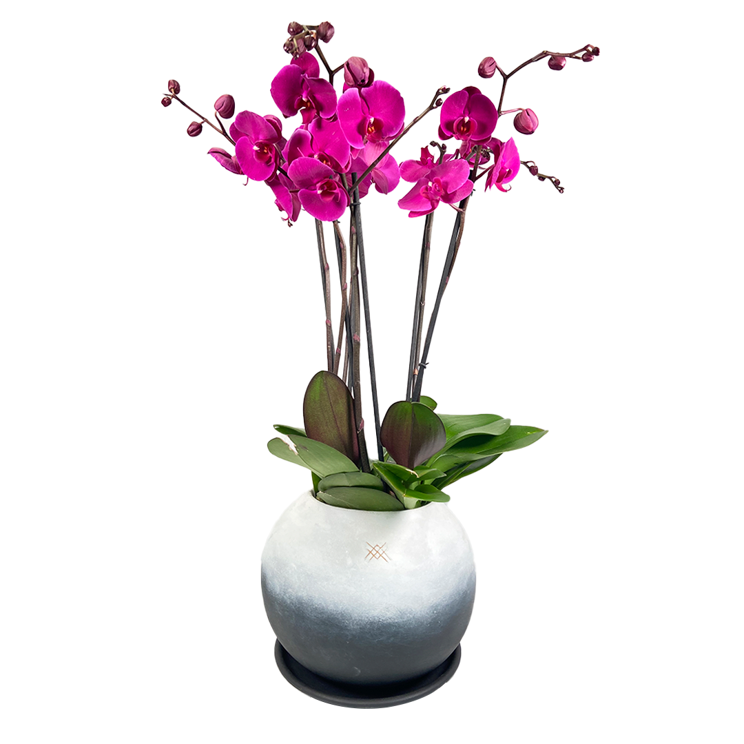 Phalaenopsis Fusión Negro-maceta esférica con tres orquídeas fiusha