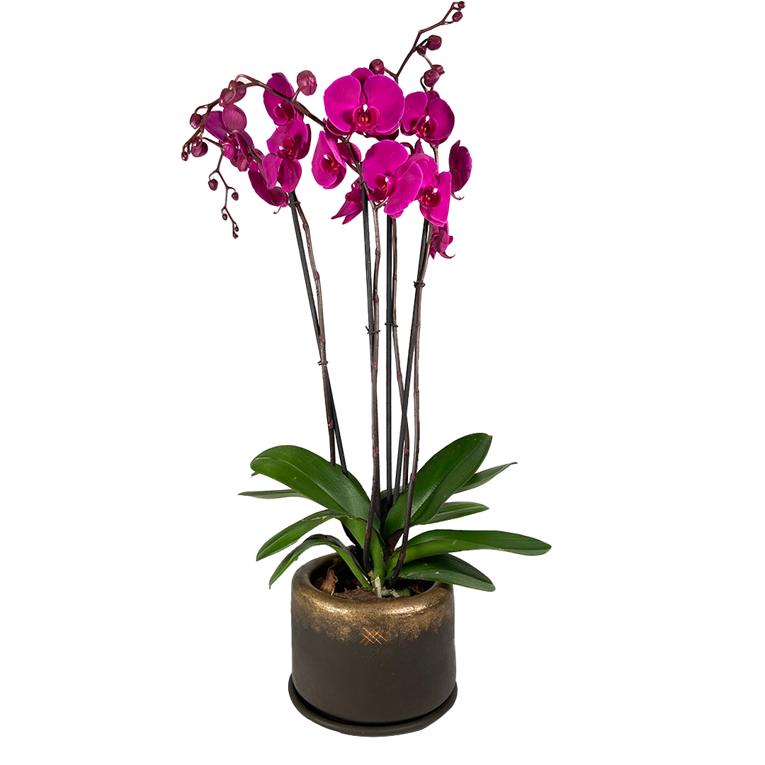 Phalaenopsis Oro Café- Maceta de cerámica con dos orquídeas  color fiusha