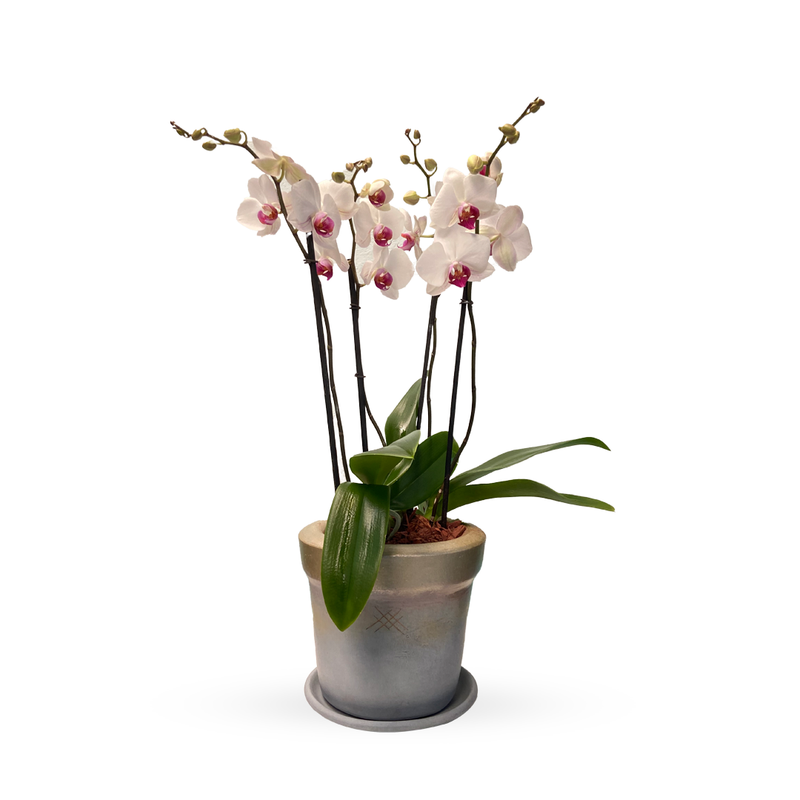 Oro Gris-maceta con dos orquídeas phalaenopsis