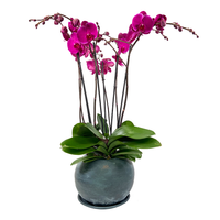 Phalaenopsis Textura Gris-maceta textura gris con tres orquídeas fiusha