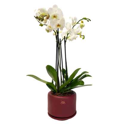 Phalaenopsis Tinto-maceta de cerámica con dos orquídeas multicolor