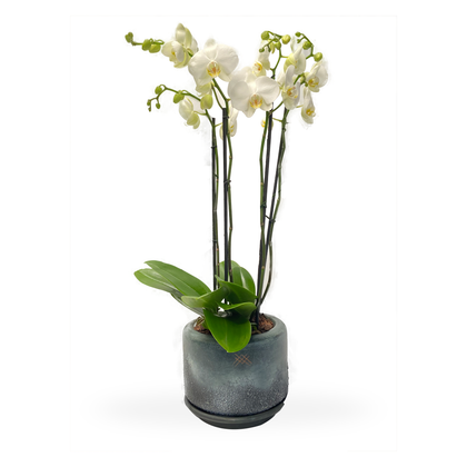 Phalaenopsis Campeche Textura-base de cerámica con dos orquídeas multicolor