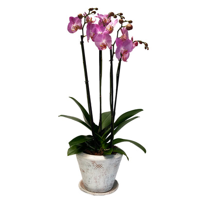 Phalaenopsis Sonora Antique-maceta blanca con dos orquídeas fiusha