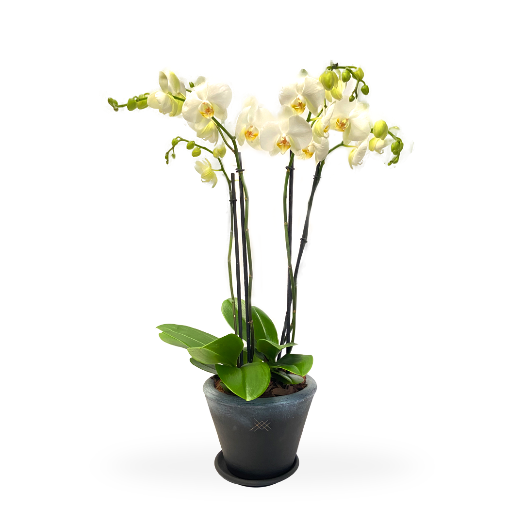 Phalaenopsis Sonora Charcoal-maceta con dos orquídeas