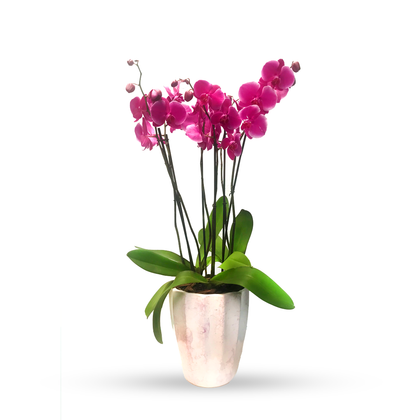 Phalaenopsis Tulum-maceta blanco con lila con 3 orquídeas fiusha