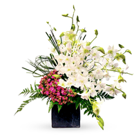 Olivia-base de cemento con orquídea dendrobium y follaje