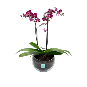 MINI Orquídea Phalaenopsis cristal-base de cristal con una mini orquídea